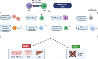 Dissecting the regulatory network of transcription factors in T cell phenotype/functioning during GVHD and GVT